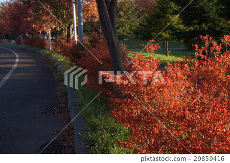 Fall season 29859416