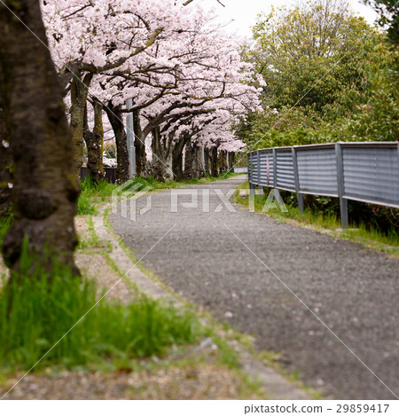 Senri Newtown周圍的櫻花 29859417