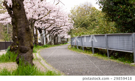 Senri Newtown周圍的櫻花 29859418