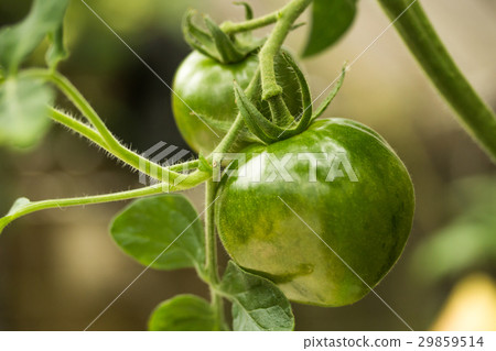 tomato tomato 29859514
