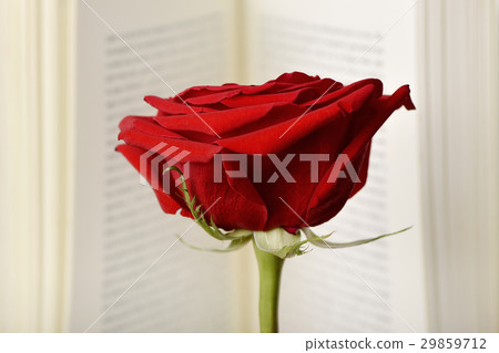 red rose in an open book 29859712