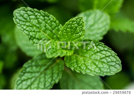 薄荷 薄荷 29859878