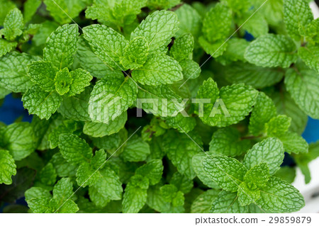 peppermint 29859879