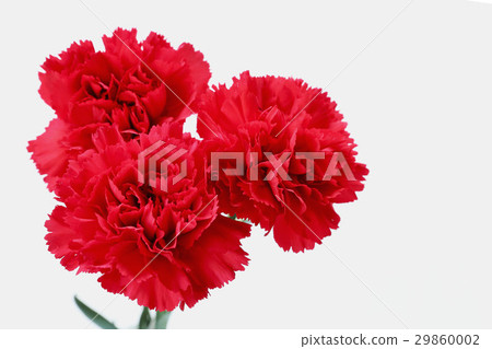 Red carnation 29860002