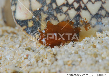 Hana Okose Hana Okose 29860004