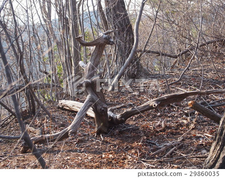 Dead tree object fallen tree Dead tree object fallen tree 29860035