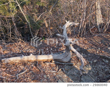 Dead tree object fallen tree Dead tree object fallen tree 29860040