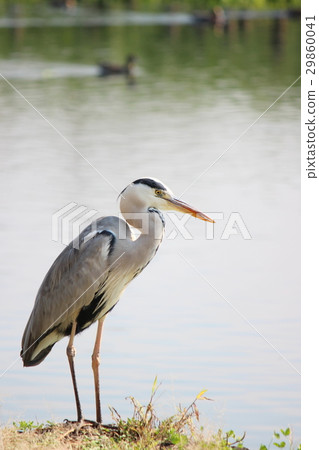 Gray heron Gray heron 29860041