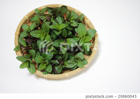 薄荷 薄荷 29860043