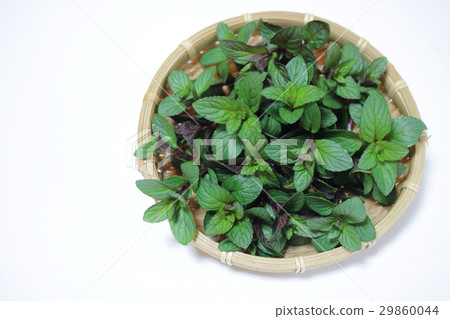薄荷 薄荷 29860044