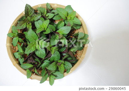 peppermint peppermint 29860045