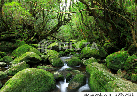Yakushima Shiratani cloud water gorge Dynasty rock reciprocating course Mossy Sawa 29860431