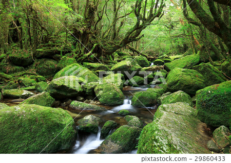 屋久島Shiratani雲水峽谷王朝岩石往復課程Mossy Sawa 屋久島Shiratani雲水峽谷王朝岩石往復課程Mossy Sawa 29860433