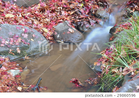 Autumn leaves on the waterside Autumn leaves on the waterside 29860596