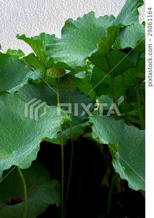 Tokyo, Ueno Park, Lotus, Japan, Tokyo, Ueno Park, Lotus, Tokyo Ueno Park, Lotus 29861164