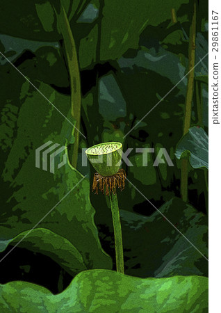Tokyo, Ueno Park, Lotus, Japan, Tokyo, Ueno Park, Lotus, Tokyo Ueno Park, Lotus Tokyo, Ueno Park, Lotus, Japan, Tokyo, Ueno Park, Lotus, Tokyo Ueno Park, Lotus 29861167