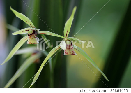 黃綠 黃綠 29861423