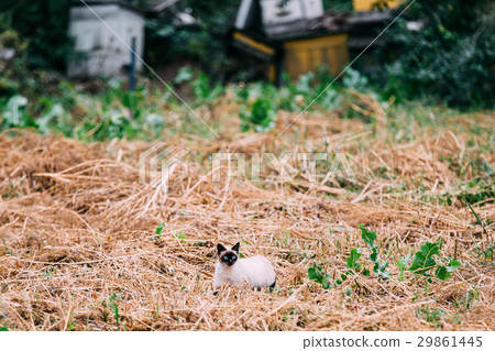 Cute Siamese Cat Kitten Sit In Dry Grass Outdoor 29861445