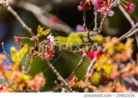 Cherry blossom viewer 29862016