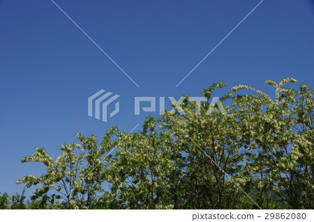 Fake Acacia (Harienju) Fake Acacia (Harienju) 29862080