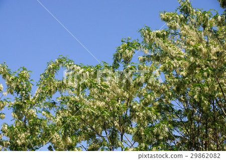 Fake Acacia (Harienju) 29862082