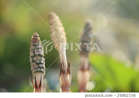 三Tsukushi 29862156