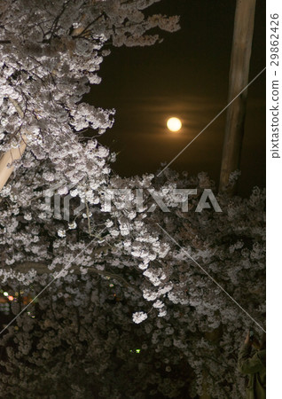 Cherry blossoms and moon at Kanazawa Kenrokuen 29862426
