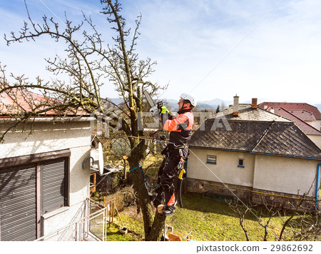 Lumberjack with chainsaw and harness pruning a Lumberjack with chainsaw and harness pruning a 29862692