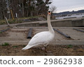 Swan of Ogawara Lake 1 29862938