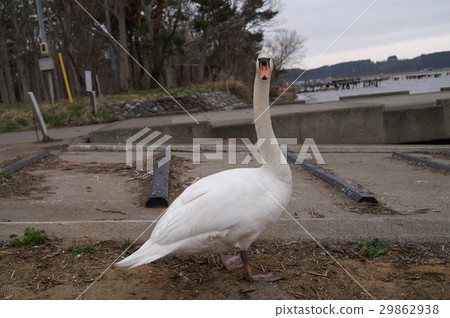 小川原湖的天鵝1 29862938
