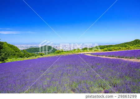 View of lavender garden and Sapporo (Hori maido) View of lavender garden and Sapporo (Hori maido) 29863299