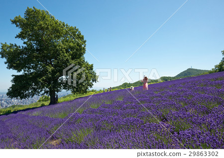 薰衣草花園和札幌（Hori maido）的視圖 29863302