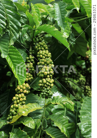 Berries coffee close-up 29863371