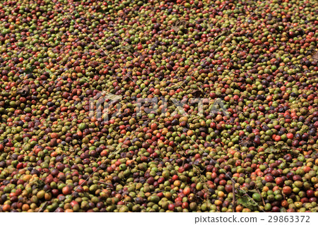 Coffee beans drying 29863372