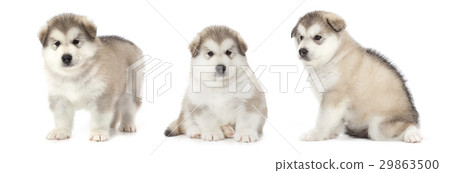Malamute puppies Malamute puppies 29863500