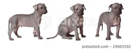 Hairless xoloitzcuintle puppies Hairless xoloitzcuintle puppies 29863502