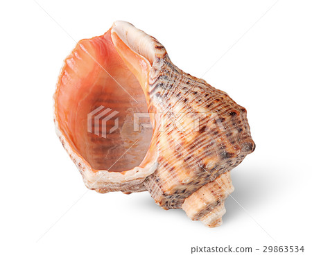 Seashell rapana vertically 29863534