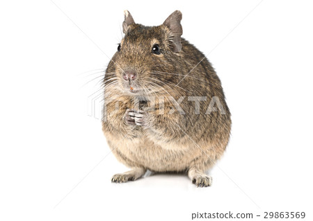 Degu isolated on a white 29863569
