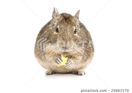 Small Degu isolated on a white 29863570