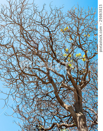 Drying tree and blue sky in Sicily 29863815