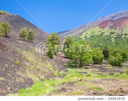 green woods on volcanic soil on slope of Etna 29863838