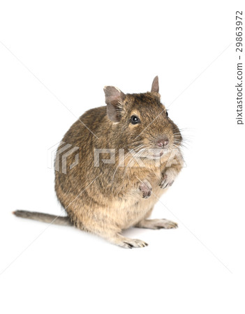 Little degu isolated on a white background 29863972