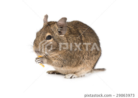 Little Degu isolated on a white background 29863973