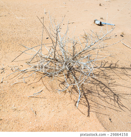 dried plant in sand of Wadi Rum desert 29864158