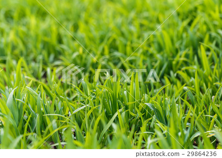 The photos are beautiful, green, bright plants in  29864236