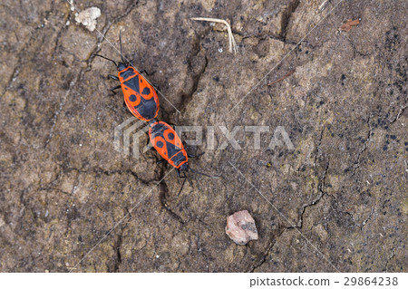 Photo insect bug-soldier outdoor. 29864238