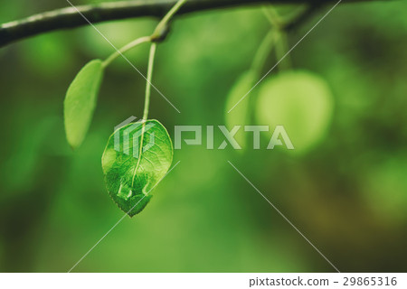 Branch of green leaves 29865316