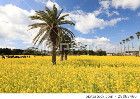 在Atsumi半島強姦花朵 29865466