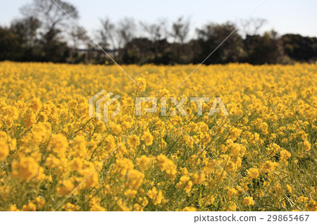 在Atsumi半島強姦花朵 29865467