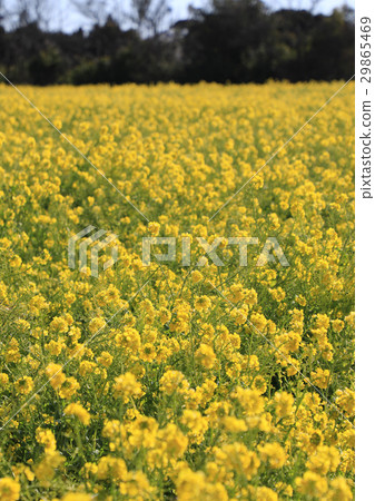 Rape blossoms on the Atsumi peninsula Rape blossoms on the Atsumi peninsula 29865469